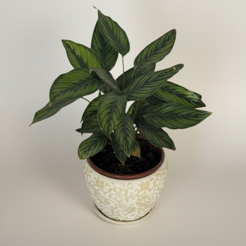 Özel Saksılı Galeftea